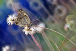 Junonia orithya 翠藍眼蛺蝶