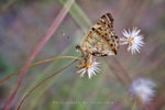 Junonia orithya 翠藍眼蛺蝶