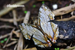 Cyrestis thyodamas 網絲蛺蝶