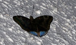 Euthalia phemius 尖翅翠蛺蝶