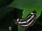 Neptis hylas 中環蛺蝶