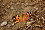 Vanessa cardui 小紅蛺蝶