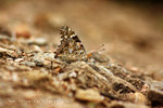 Vanessa cardui 小紅蛺蝶