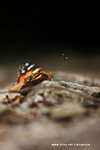 Vanessa cardui 小紅蛺蝶