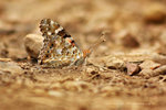 Vanessa cardui 小紅蛺蝶
