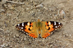 Vanessa cardui 小紅蛺蝶