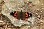 Vanessa indica 大紅蛺蝶
