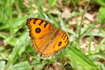 Junonia almana 美眼蛺蝶