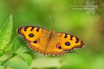 Junonia almana 美眼蛺蝶