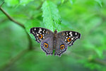 Junonia lemonias 蛇眼蛺蝶