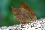 Kallima inachus 枯葉蛺蝶