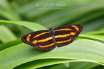 Neptis miah 彌環蛺蝶