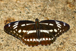 Parathyma sulpitia 殘鍔線蛺蝶