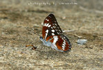 Parathyma sulpitia 殘鍔線蛺蝶