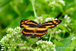 Symbrenthia lilaea 散紋盛蛺蝶