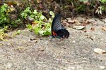 黑鳳蝶 Papilio protenor