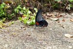 黑鳳蝶 Papilio protenor