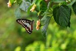 Graphium doson 木蘭青鳳蝶