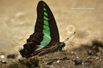 Graphium sarpedon 青鳳蝶