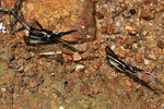 Lamproptera curis 燕鳳蝶