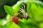 IMG_3606-06