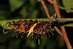 IMG_4953-53