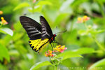 Troides helena 裳鳳蝶