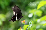Papilio polytes 玉帶鳳蝶