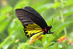 Troides helena 裳鳳蝶
