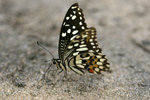 Papilio demoleus 達摩鳳蝶