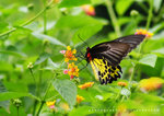 Troides helena 裳鳳蝶