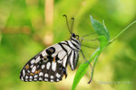Papilio demoleus 達摩鳳蝶