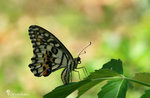 Papilio demoleus 達摩鳳蝶