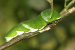 IMG_6425-25