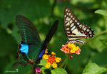 IMG_6497-97