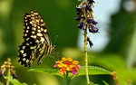 Papilio demoleus 達摩鳳蝶