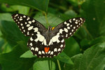 Papilio demoleus 達摩鳳蝶