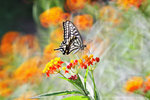 Papilio xuthus 柑橘鳳蝶