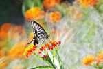 Papilio xuthus 柑橘鳳蝶