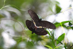 Papilio helenus 玉斑鳳蝶 交尾