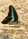 IMG_8549-49
