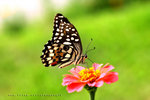 Papilio demoleus 達摩鳳蝶