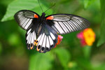Papilio memnon 美鳳蝶