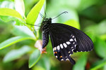 P_polytes_carmenkam_01-a