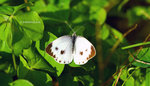 菜粉蝶 Pieris rapae