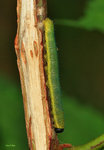 檗黃粉蝶 Eurema blanda Tree-spot Grass Yellow 幼蟲〈粉蝶科 Pieridae〉川龍 2007-08-IMG_0602-02