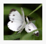 菜粉蝶 Pieris rapae 謝絕交尾