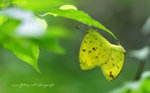 Eurema hecabe 寬邊黃粉蝶(交尾)