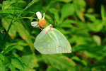 IMG_1725-cc