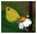 寬邊黃粉蝶 - Common Grass Yellow Eurema hecabe